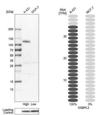 Western Blot: OSBPL3 Antibody [NBP1-82968]