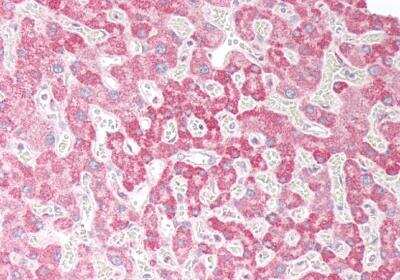 Immunohistochemistry-Paraffin: OSBPL5 Antibody [NB100-57071]