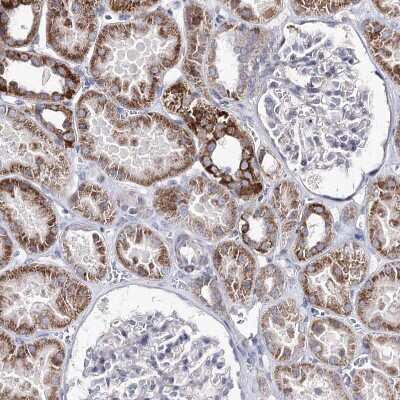 Immunohistochemistry-Paraffin: OSBPL5 Antibody [NBP1-81403]
