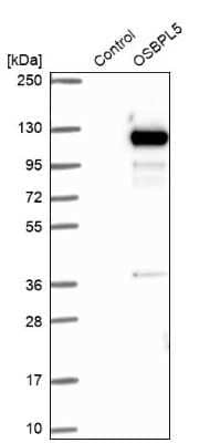 Western Blot: OSBPL5 Antibody [NBP1-81403]