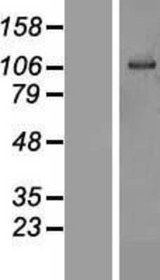 Western Blot: OSBPL6 Overexpression Lysate [NBP2-06005]