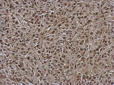 Immunohistochemistry-Paraffin: OSBPL9 Antibody [NBP2-19640]