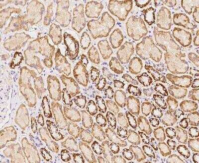 Immunohistochemistry-Paraffin: OSER1 Antibody [NBP3-12611]