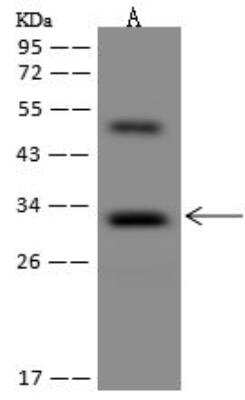 Western Blot: OSER1 Antibody [NBP3-12611]