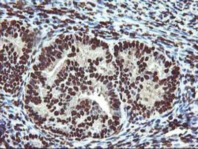 Immunohistochemistry-Paraffin: OSGEP Antibody (OTI9E3) [NBP2-00823]
