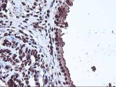 Immunohistochemistry: OSGEP Antibody (OTI9E3) - Azide and BSA Free [NBP2-73163]