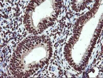 Immunohistochemistry: OSGEP Antibody (OTI9E3) - Azide and BSA Free [NBP2-73163]