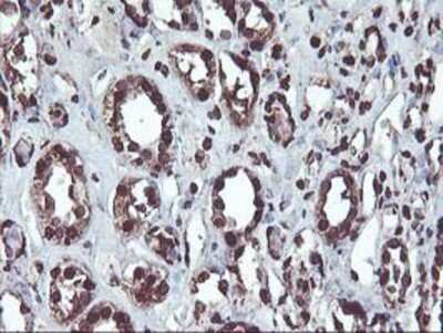 Immunohistochemistry: OSGEP Antibody (OTI9E3) - Azide and BSA Free [NBP2-73163]