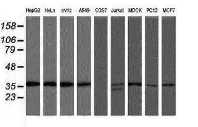Western Blot: OSGEP Antibody (OTI9E3)Azide and BSA Free [NBP2-73163]