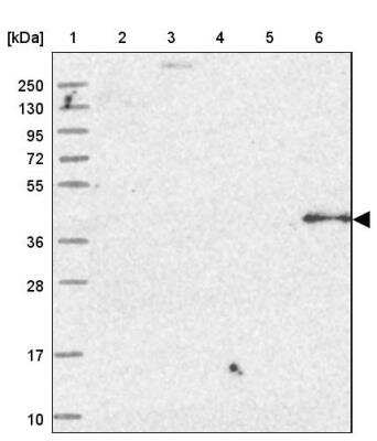 Western Blot: OSGEP Antibody [NBP1-83378]