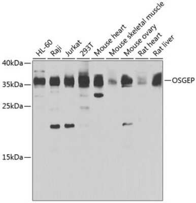 Western Blot: OSGEP AntibodyBSA Free [NBP2-93164]