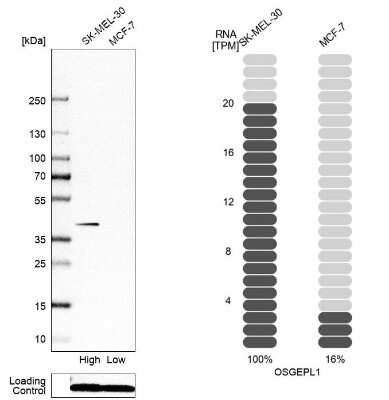 Western Blot: OSGEPL1 Antibody [NBP1-85928]