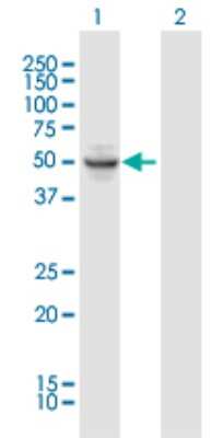 Western Blot: OSGIN1 Antibody [H00029948-B01P]