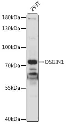 Western Blot: OSGIN1 AntibodyAzide and BSA Free [NBP2-94192]