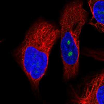 Immunocytochemistry/ Immunofluorescence: OSGIN2 Antibody [NBP2-55352]