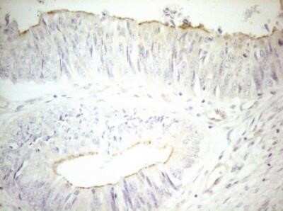 Immunohistochemistry: OSGIN2 Antibody (OTI7D12) - Azide and BSA Free [NBP2-73164]