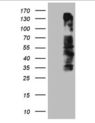 Western Blot: OSGIN2 Antibody (OTI7D12)Azide and BSA Free [NBP2-73164]