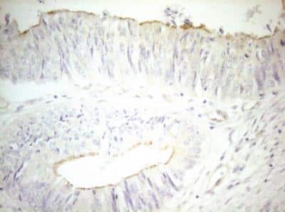 Immunohistochemistry-Paraffin: OSGIN2 Antibody (OTI7D12) [NBP2-46302]