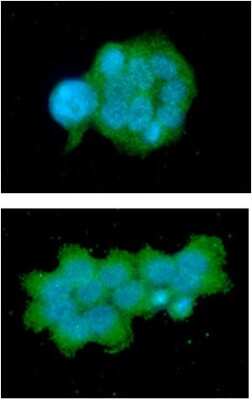 Immunocytochemistry/ Immunofluorescence: OSTF1 Antibody (9G4) - BSA Free [NBP2-59396]