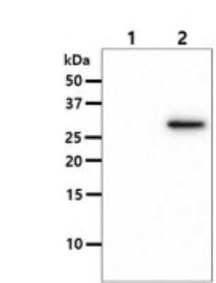 Western Blot: OSTF1 Antibody (9G4)BSA Free [NBP2-59396]