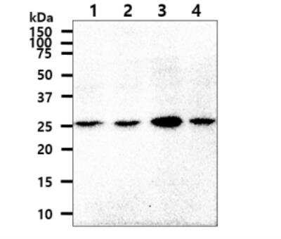 Western Blot: OSTF1 Antibody (9G4)BSA Free [NBP2-59396]