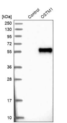 Western Blot: OSTM1 Antibody [NBP1-81829]