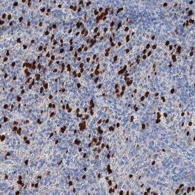 Immunohistochemistry-Paraffin: OTOA Antibody [NBP1-84363]