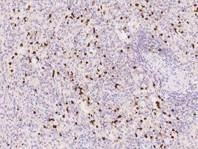 Immunohistochemistry-Paraffin: OTOA Antibody [NBP3-06042]