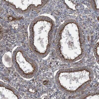 Immunohistochemistry-Paraffin: OTOP1 Antibody [NBP1-86306]