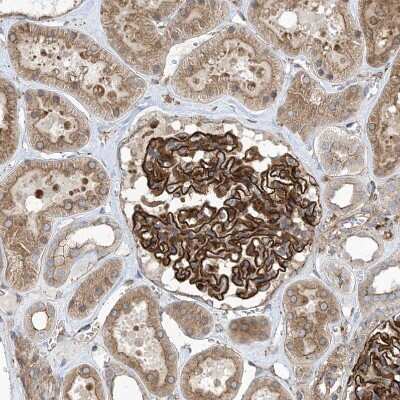 Immunohistochemistry-Paraffin: OTOP1 Antibody [NBP1-86306]