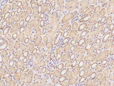 Immunohistochemistry-Paraffin: OTOP1 Antibody [NBP3-06362]