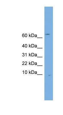 Western Blot: OTOS Antibody [NBP1-57031]