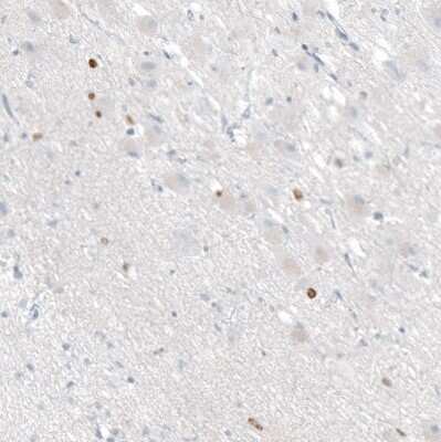 Immunohistochemistry-Paraffin: OTP Antibody (CL11225) [NBP3-15136]
