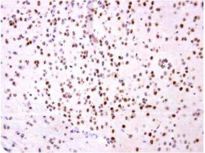Immunohistochemistry-Paraffin: OTP Antibody [NBP2-19642]