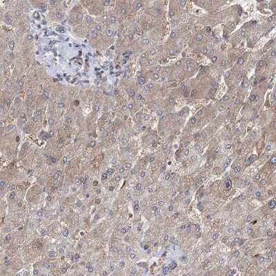 Immunohistochemistry-Paraffin: OTUD1 Antibody [NBP1-90484]