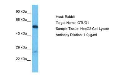 Western Blot: OTUD1 Antibody [NBP2-85429]