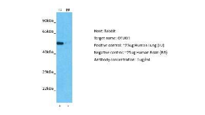 Western Blot: OTUD1 Antibody [NBP2-85429]