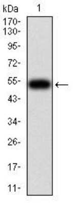 Western Blot: OTUD4 Antibody (3B12G11)BSA Free [NBP2-52525]
