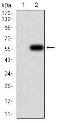 Western Blot: OTUD4 Antibody (3B12G11)BSA Free [NBP2-52525]