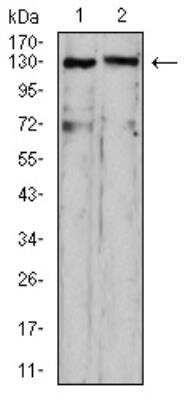 Western Blot: OTUD4 Antibody (3B12G11)BSA Free [NBP2-52525]