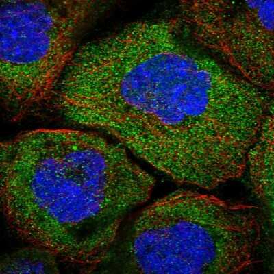 Immunocytochemistry/ Immunofluorescence: OTUD4 Antibody [NBP1-84044]