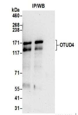 Immunoprecipitation: OTUD4 Antibody [NBP2-37689]