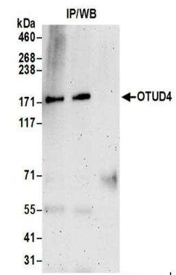 Immunoprecipitation: OTUD4 Antibody [NBP2-37690]