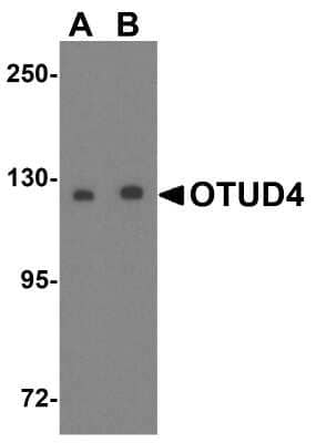 Western Blot: OTUD4 AntibodyBSA Free [NBP1-77003]