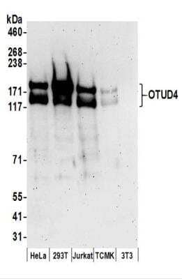 Western Blot: OTUD4 Antibody [NBP2-37689]