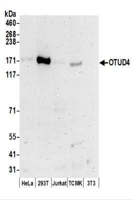 Western Blot: OTUD4 Antibody [NBP2-37690]