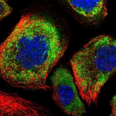 Immunocytochemistry/ Immunofluorescence: OTUD5 Antibody [NBP1-85044]