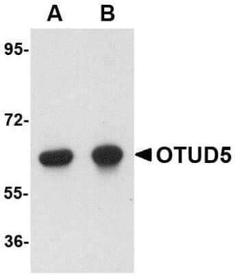 Western Blot: OTUD5 AntibodyBSA Free [NBP1-76943]