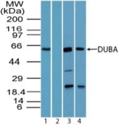 Western Blot: OTUD5 Antibody [NBP2-24634]