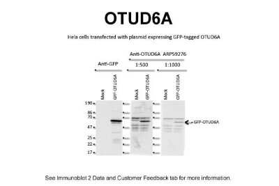 Western Blot: OTUD6A Antibody [NBP1-91497]